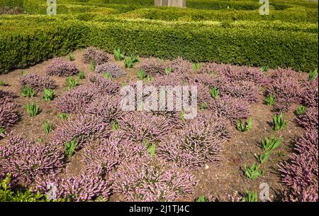 Lila Heidekraut Pflanzen in einem formalen Garten in Newstead Abbey, Nottinghamshire, Großbritannien Stockfoto