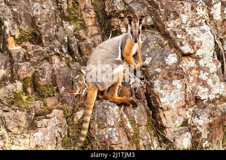 Gelbfüßiges Felswallaby, Petrogale xantopus in Warren Gorge, in der Nähe von Quorn, Südaustralien, Australien Stockfoto