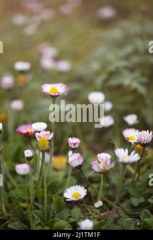 Vertikaler Hintergrund von schönen Gänseblümchen in einem Grasfeld mit Platz für Kopie. Frühling Sommer Konzept Stockfoto