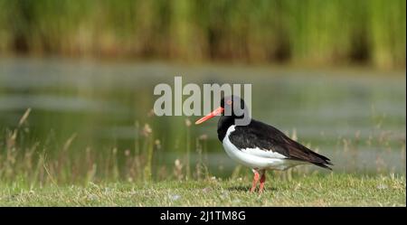 Austernfischer auf Gras stehend, Wasser Hintergrund Stockfoto