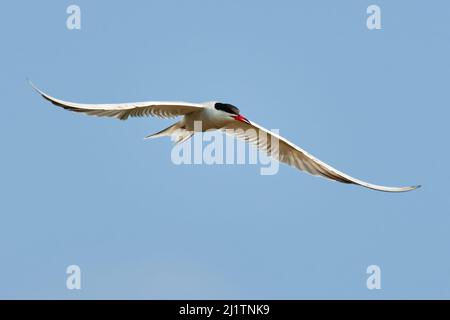 Gewöhnliche Seeschwalbe, die am blauen Himmel fliegt. Mit ausgebreiteten Flügeln. Schneller Flug. Vorderansicht. Isolierter, unscharfer Hintergrund, Kopierbereich. Sterna hirundo. Stockfoto