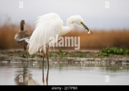 In der Natur des Frühlings essen tolle Reiher fische im Wasser Stockfoto