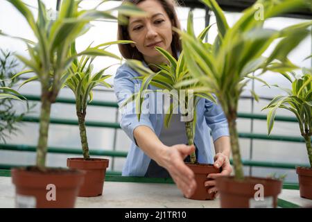 Eine junge Frau kauft in einem Blumengeschäft ein und wählt Zimmerpflanzen. Wählt eine Dracaena auf einem Regal im Gewächshaus aus. Stockfoto