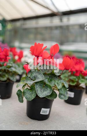 Cyclamen Winter blüht in einem Gewächshaus Nahaufnahme. Pflanzen Sie in einem Topf Nahaufnahme. Stockfoto