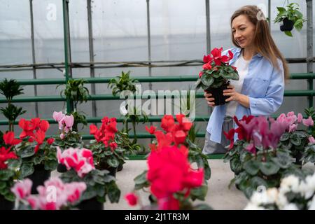 Eine schöne Frau wählt Zimmerpflanzen in einem Gewächshaus oder Gartencenter und hält eine Blume in einem Cyclamen-Topf in ihren Händen. Das Konzept der Gartenarbeit Stockfoto