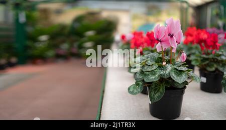 Cyclamen Winter blüht in einem Gewächshaus Nahaufnahme. Pflanzen Sie in einem Topf Nahaufnahme. Stockfoto