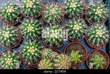 Selektiver Fokus von oben auf den Stamm eines Kaktus Echinocactus grusonii Clusters geschossen. Bemerkenswerte Kaktusarten, die weit im Osten-Zentralmexiko endemisch sind Stockfoto