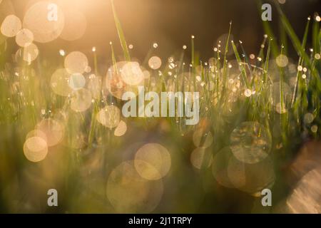 28. März 2022, Bayern, Büchlein: Das seichte Licht der Morgensonne lässt den Tau auf Gräsern leuchten. Foto: Nicolas Armer/dpa Stockfoto