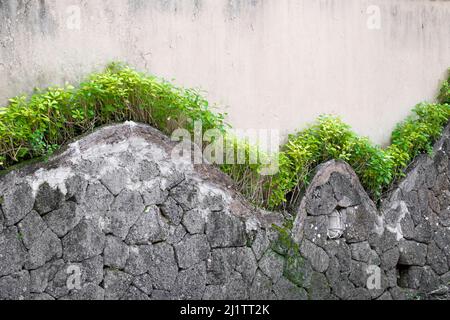 Steinmauer mit grünen Pflanzen, die Hügel umreißt, Design gegen cremefarbene Zementwand. Platz für Text, Titel. Stockfoto