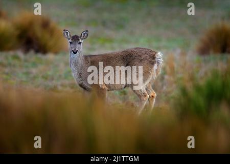 Weißschwanzhirsch, Odocoileus virginianus, Antisana NP, Ecuador. Tier auf der Bergwiese. Wildtier aus Ecuador. Stockfoto