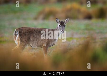 Hirsch aus dem Antisana NP. Weißschwanzhirsch, Odocoileus virginianus, Antisana, Ecuador. Tier im landwirtschaftlichen Lebensraum. Tierwelt Ecuaor. Stockfoto