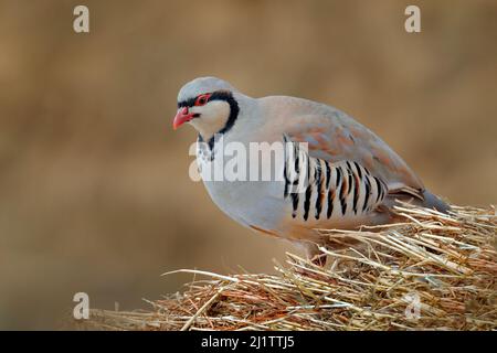 Felsenhühner, Alectoris graeca, Gamebird in der Familie der Faasanten, im Winter im Schnee. Vogel im weißen Lebensraum, Hemis NP, Ladakh, Indien. Par Stockfoto