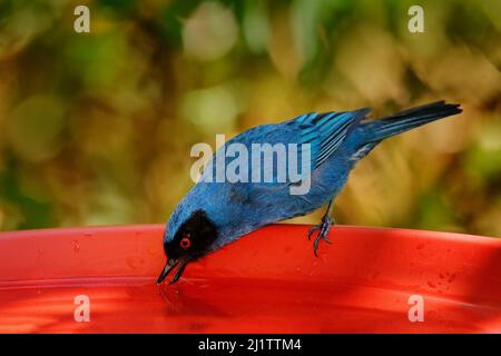 Heißer Tag, Trinkwasser für Vögel. Nahaufnahme eines tropischen Vogels. Maskierter Blütenpiercer, Diglossa cyanea, blauer tropischer Vogel mit schwarzem Kopf, Tier in Stockfoto