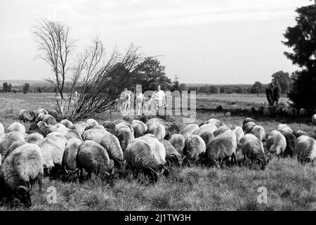 Eine Herde von Heidschnucken, 1957. Eine Herde von Schafen der Heidschnucke Art, 1957. Stockfoto