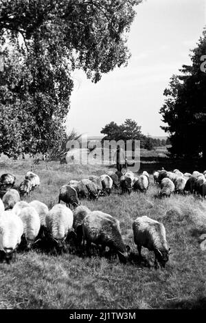 Eine Herde von Heidschnucken, 1957. Eine Herde von Schafen der Heidschnucke Art, 1957. Stockfoto