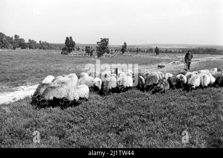 Eine Herde von Heidschnucken, 1957. Eine Herde von Schafen der Heidschnucke Art, 1957. Stockfoto