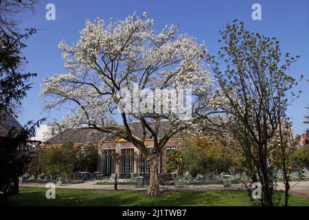 Hortus Botanicus.Orangerie und Botanischer Garten im Zentrum der Stadt
