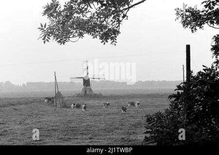 Die Bockwindmühle Honigfleth in der Wilstermarsch mit Kühen, 1973. Die Windmühle Honigfleth im Sumpfgebiet Wilster mit Kühen, 1973. Stockfoto