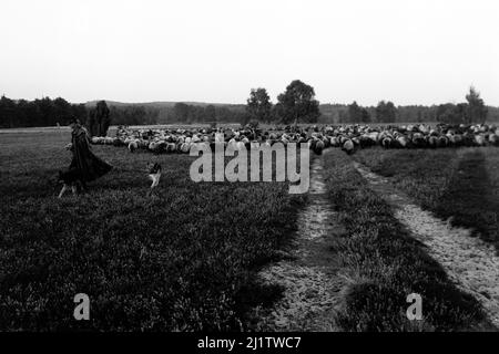 Schafherde mit Schäfer und Hunden, 1973. Eine Herde Schafe mit Hirten und Hunden,1973. Stockfoto