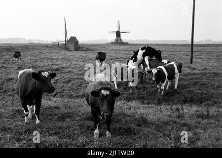 Die Bockwindmühle Honigfleth in der Wilstermarsch mit Kühen, 1973. Die Windmühle Honigfleth im Sumpfgebiet Wilster mit Kühen, 1973. Stockfoto