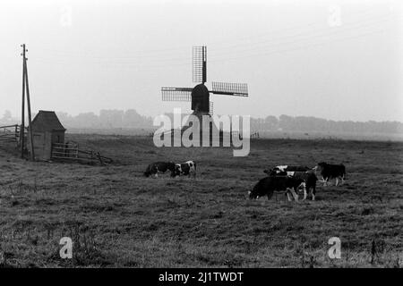 Die Bockwindmühle Honigfleth in der Wilstermarsch mit Kühen, 1973. Die Windmühle Honigfleth im Sumpfgebiet Wilster mit Kühen, 1973. Stockfoto