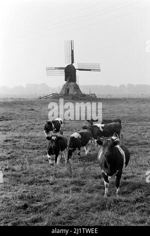 Die Bockwindmühle Honigfleth in der Wilstermarsch mit Kühen, 1973. Die Windmühle Honigfleth im Sumpfgebiet Wilster mit Kühen, 1973. Stockfoto