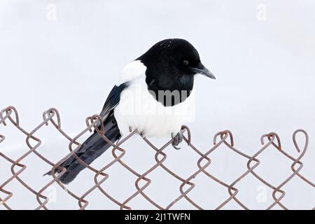 Elster am Zaun, verschneite Winter. Europäische Elster oder Gemeine Elster, Pica pica, schwarz-weißer Vogel mit langem Schwanz, im Naturlebensraum, klarer Rücken Stockfoto