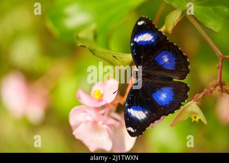 Hypolimnas bolina, blauer Mondschmetterling, von Madagaskar bis Asien und Australien. Blauer schwarzer Schmetterling, der auf der rosa Blume in der Natur sitzt. Wildtiere Stockfoto