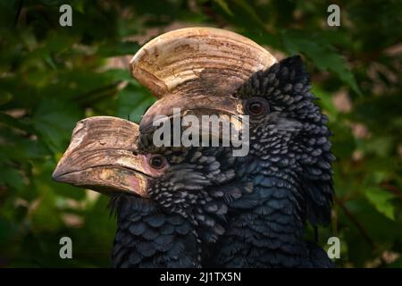 Hornbill-Paar, männliche und weibliche Liebe. Silberner Hornbill, Bycanistes brevis, Detailportrait eines schönen Waldvogels, Äthiopien. Hornbill in Natu Stockfoto