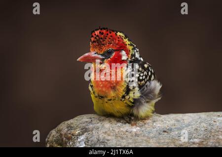 Rot-gelber Barbet, Trachyphonus erythrocephalus, gelbroter Vogel aus Tansania in Afrika. Barbet sitzt auf dem grauen Stein im Naturlebensraum. Stockfoto