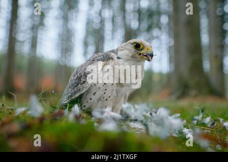 Wildtiere, Fütterungsverhalten von Vögeln. Lanner Falcon, Falco biarmicus, seltener Greifvogel mit orangefarbenen Blättern im Herbstwald, Spanien. Wildtierszene von na Stockfoto