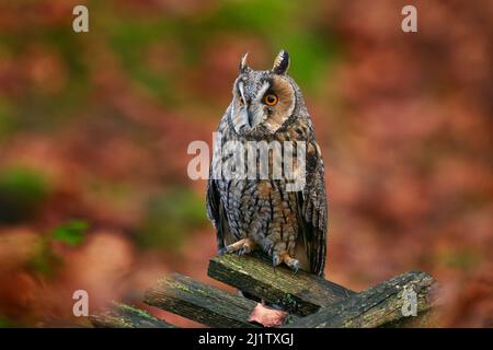 Setzen Sie einen Holzzaun mit Eule ab. Orangenbäume und langohrige Eule, ASIO otus, sitzen auf dem Baumstumpf Block, Wildtierfoto im Wald mit Orange Stockfoto