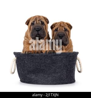 Zwei entzückende Shar-pei Hundewelpen, die in einem grauen Filzkorb sitzen. Blick direkt auf die Kamera. Isoliert auf weißem Hintergrund. Stockfoto