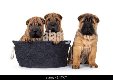 Drei entzückende Shar-pei Hundewelpen, zwei sitzen innen und einer sitzt neben einem grauen Filzkorb. Blick direkt auf die Kamera. Isoliert auf weißem Hintergrund Stockfoto