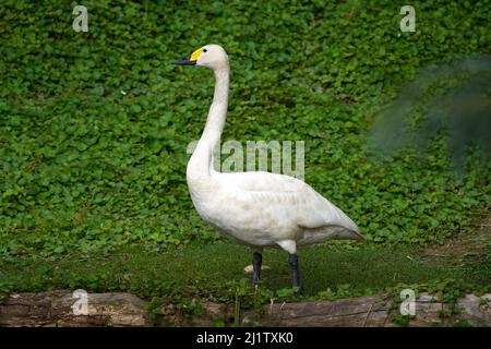 Bewicks Tundra-Schwan, Cygnus columbianus, Holarktischer Schwan im natürlichen Lebensraum. Schwan, grüner Sommer in der Taiga, Russland. Weißer Vogel in der Nähe des Wasserteiches, Stockfoto