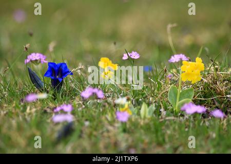 Enzianblüten in den bayerischen alpen Stockfoto