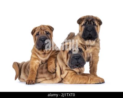 Drei liebenswerte Shar-pei Hundewelpen, die über und neben einander sitzen und liegen. Blick direkt auf die Kamera. Isoliert auf weißem Hintergrund. Stockfoto
