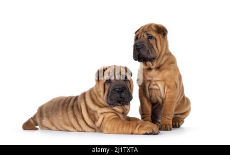 Zwei liebenswerte Shar-pei Hundewelpen, die nebeneinander sitzen und liegen. Einer schaut direkt zur Kamera, der andere schaut weg. Isoliert ein Stockfoto