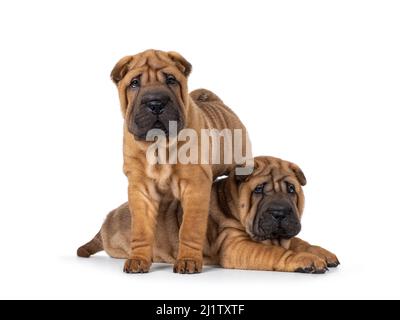 Zwei liebenswerte Shar-pei Hundewelpen, die zusammen und zusammen stehen. Beide blicken direkt auf die Kamera. Isoliert auf weißem Hintergrund. Stockfoto