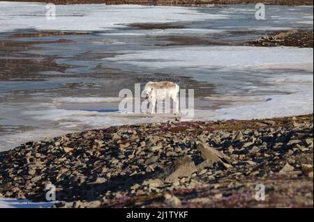 Rentiere in Svalbard (Norwegen) Stockfoto