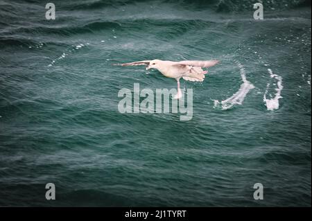 Eine Möwe in Spitzbergen Stockfoto