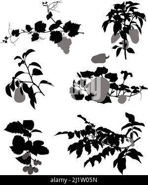 Sammlung von Silhouetten von Trauben, Brombeere, Birne, Walnuss, Kürbis und Paprika Stock Vektor