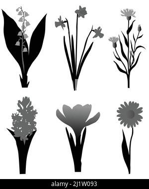 Sammlung von Silhouetten verschiedener Blumenarten: krokus, Gänseblümchen, Hyazinthe, Narzisse, Narzisse, lily Stock Vektor