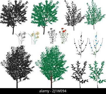 Mehrere Arten von Bäumen und Blumen in Farbbildern und Silhouetten Stock Vektor