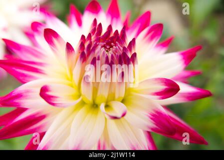 Nahaufnahme der cremefarbenen und rosa-violetten Blume des Halbkaktus Dahlia Match. Konzentrieren Sie sich auf das Zentrum. Kurze Schärfentiefe, sodass die äußeren Blütenblätter verschwommen sind. Stockfoto