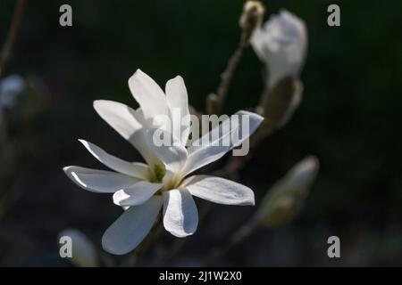Magnolia stellata Blume. Weißer Blütenstern Magnolie blüht auf Magnolienbaum. Blühender Baum im Garten, Nahaufnahme. Stockfoto