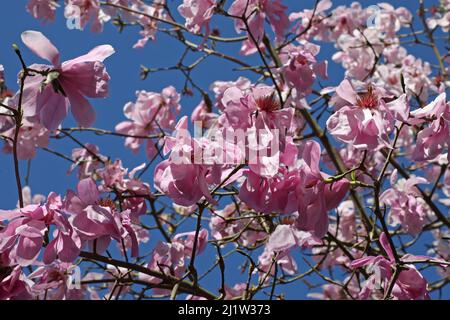 Magnolia ÔPurple BreezeÕ in Blüte Stockfoto