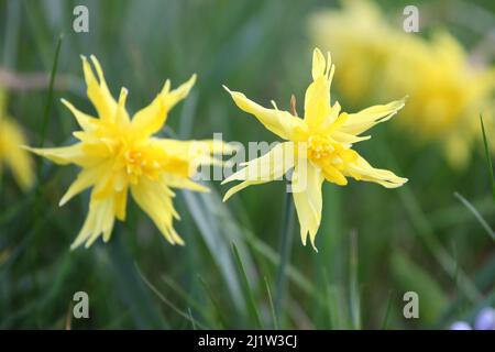 Gelbe Narcissus 'Rip van Winkle' doppelt Narzissen in Blüte Stockfoto