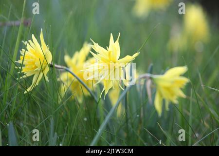 Gelbe Narcissus 'Rip van Winkle' doppelt Narzissen in Blüte Stockfoto