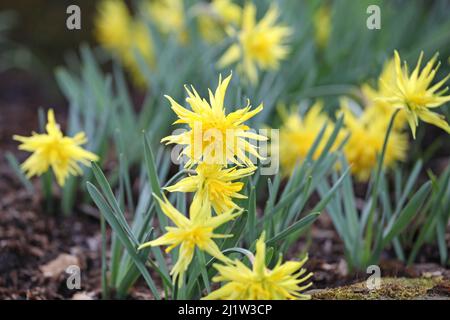 Gelbe Narcissus 'Rip van Winkle' doppelt Narzissen in Blüte Stockfoto